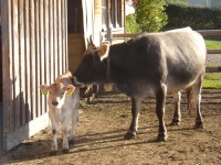 Mutter-Kuhhhaltung